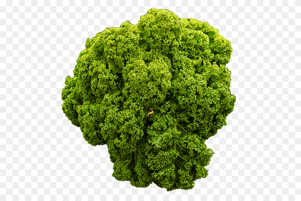 Kale Food, Leafy Green Vegetable, Plant, Produce Free Png
