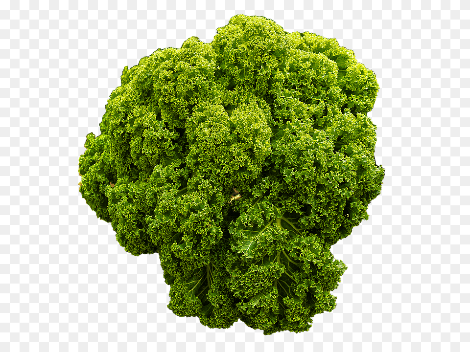 Kale Food, Leafy Green Vegetable, Plant, Produce Png