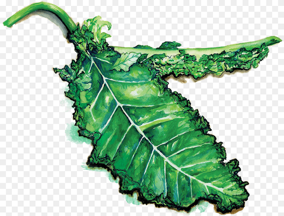 Kale, Leaf, Plant, Tobacco Png