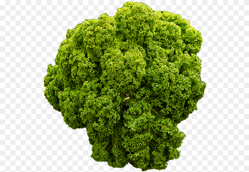 Kale Brown Cabbage Krauskohl Kohl Ruffled Curly Kale, Food, Leafy Green Vegetable, Plant, Produce Free Transparent Png