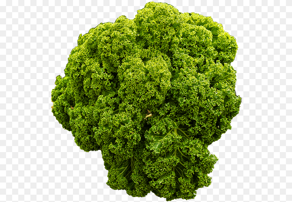 Kale Brown Cabbage Krauskohl Kohl Ruffled Curly Kale Transparent Background, Food, Leafy Green Vegetable, Plant, Produce Png Image