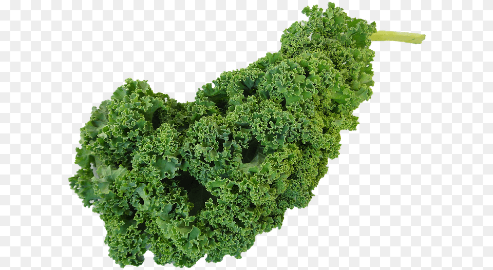Kale Clipart Kiel Vegetable, Food, Leafy Green Vegetable, Plant, Produce Free Png