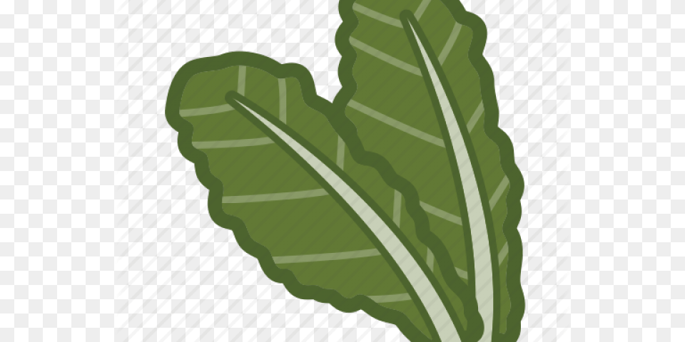 Kale Clipart Lettuce Illustration, Leaf, Plant, Vegetation, Food Free Png