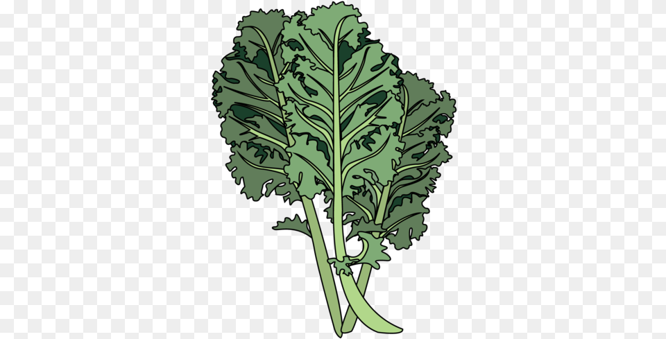 Kale Kale Leaf, Food, Leafy Green Vegetable, Plant, Produce Free Png