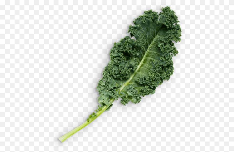 Kale Lacinato Kale, Food, Leafy Green Vegetable, Plant, Produce Png Image