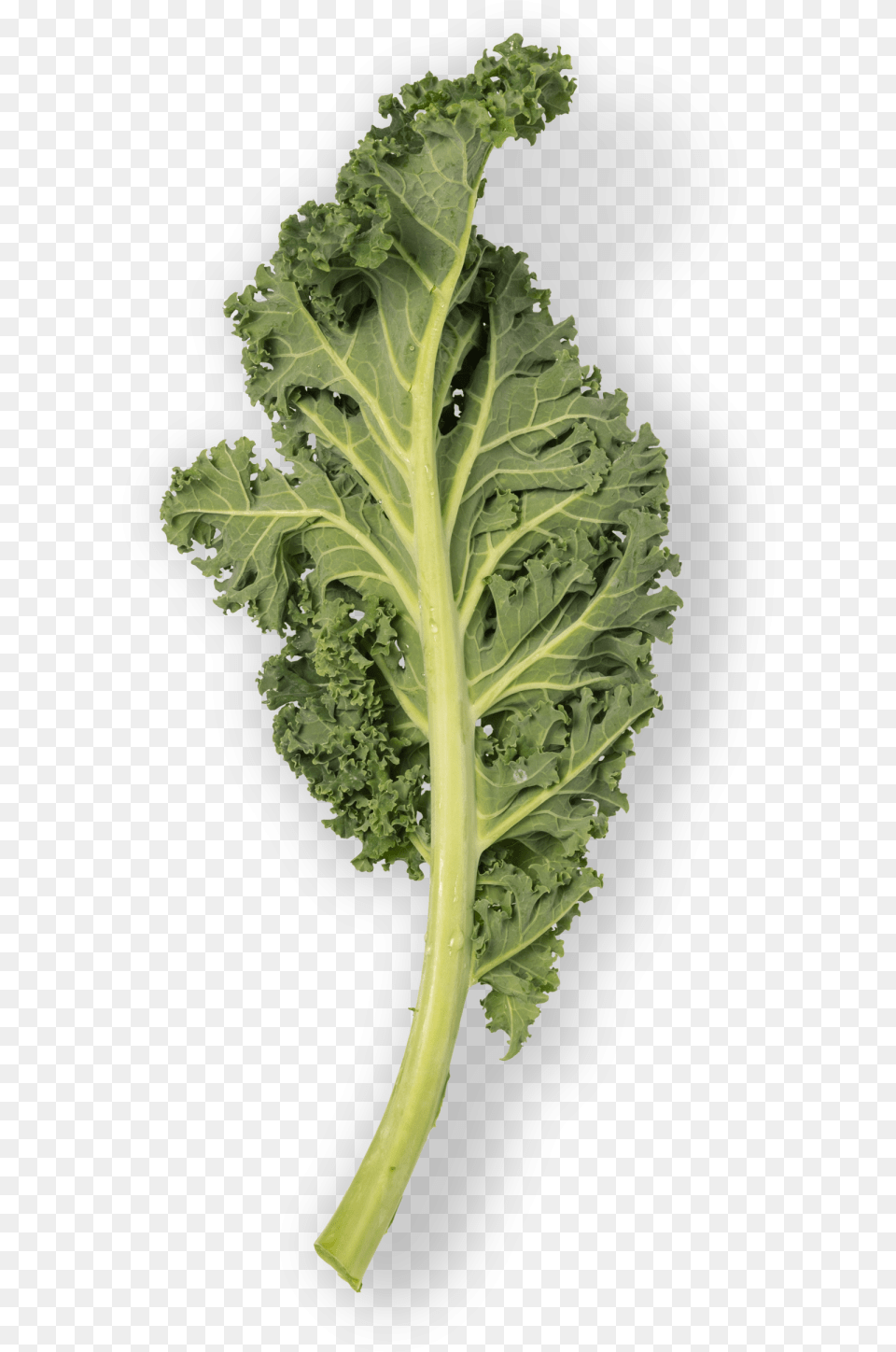 Kale Leaf, Food, Leafy Green Vegetable, Plant, Produce Png Image