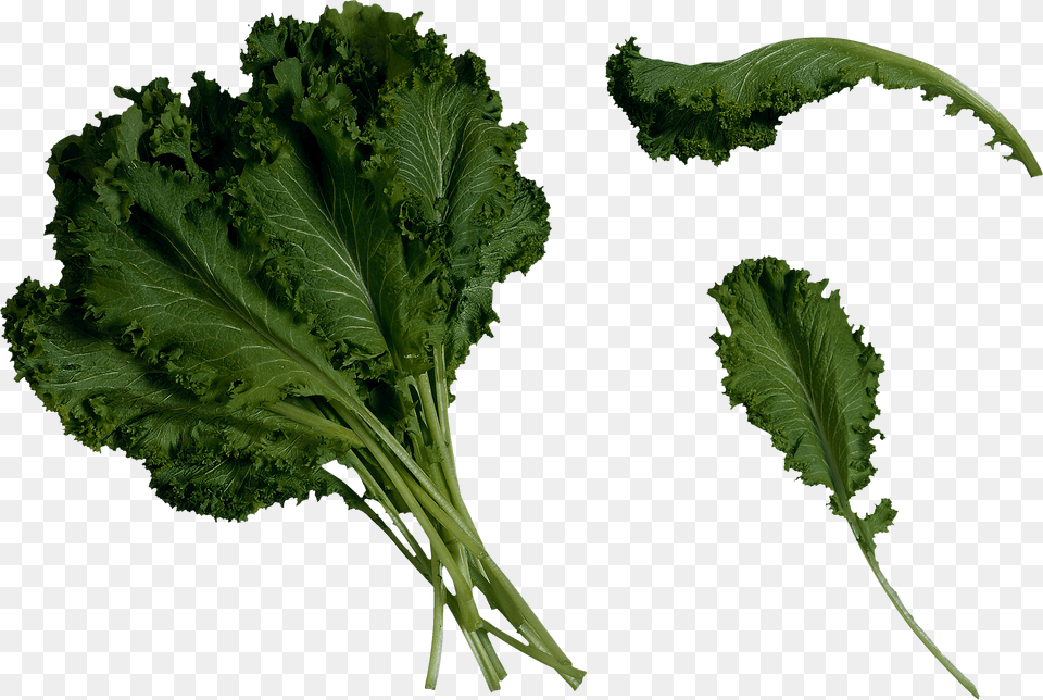 Kale Transparent Clipart Mustard Greens, Food, Leafy Green Vegetable, Plant, Produce Png Image