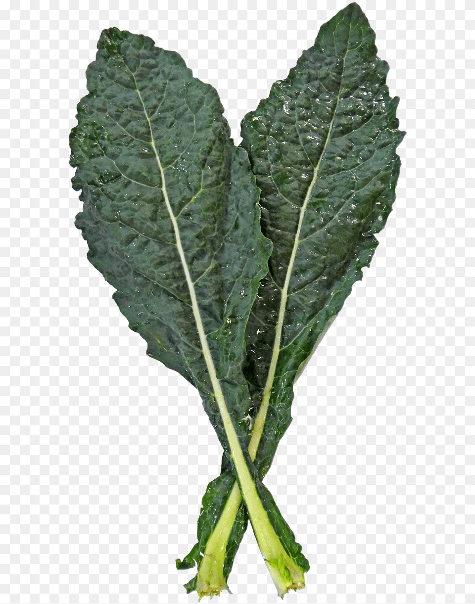 Kaleleaf Vegetablespring Greensflowering Plantkalecollard Lacinato Kale, Food, Leaf, Leafy Green Vegetable, Plant Free Transparent Png