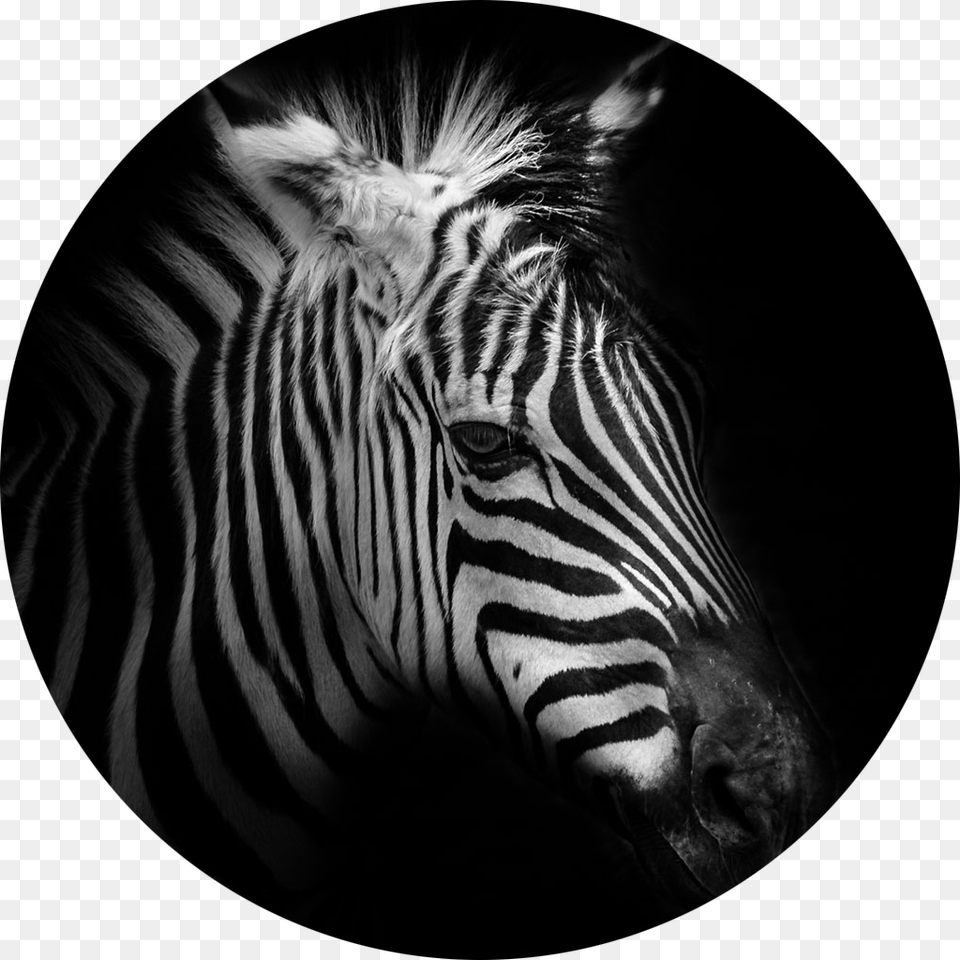 Kalend Nstnn 2017 Moments Of The Nature, Animal, Mammal, Wildlife, Zebra Free Png
