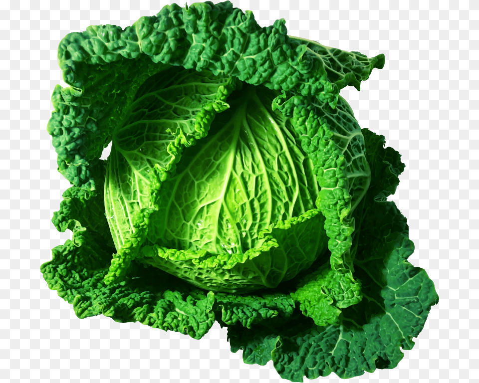 Kalesavoy Cabbagefood Clipart Cabbages, Food, Leafy Green Vegetable, Plant, Produce Free Png