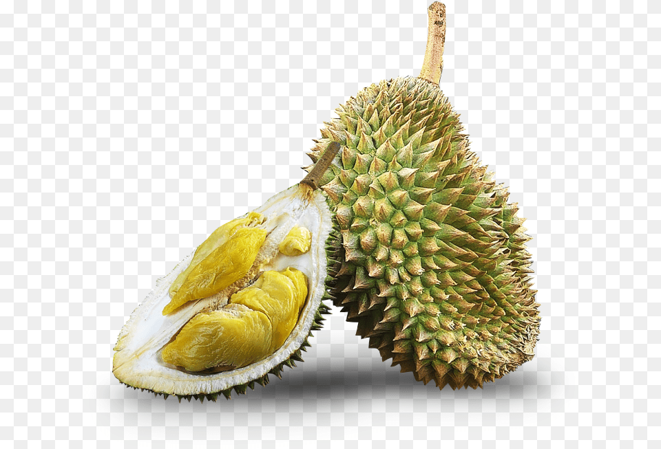 Kampung Durio Zibethinus, Durian, Food, Fruit, Plant Free Png