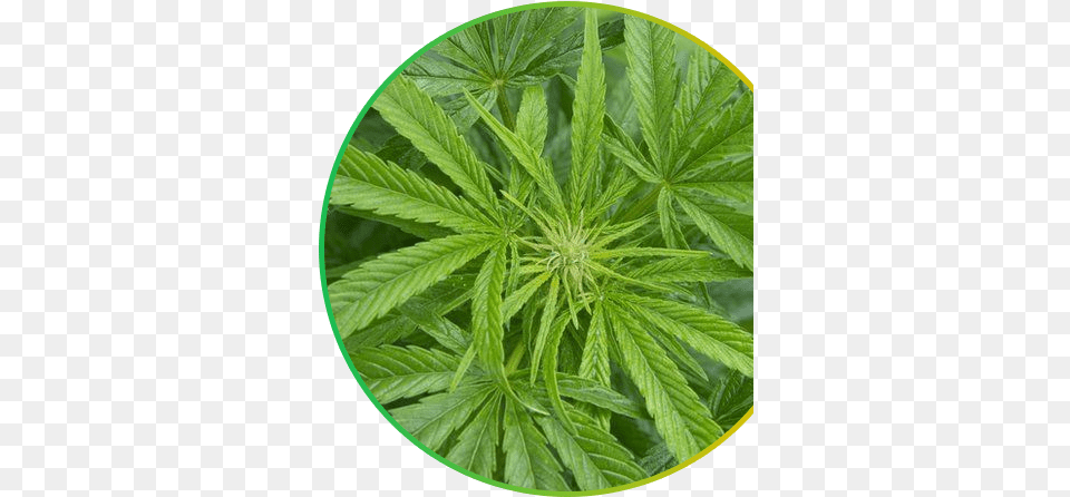 Kanab Club Cannabis, Leaf, Plant, Hemp, Weed Png