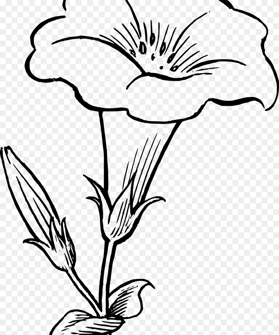 Kaner Flowers Drawing, Gray Free Png Download