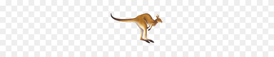 Kangaroo, Animal, Mammal Free Png Download
