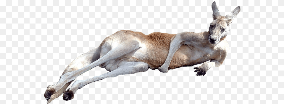 Kangaroo, Animal, Mammal Free Transparent Png