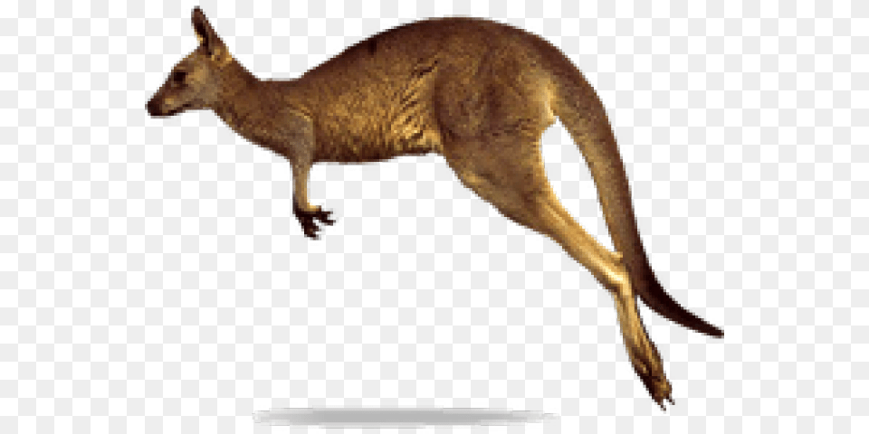 Kangaroo, Animal, Mammal Free Transparent Png