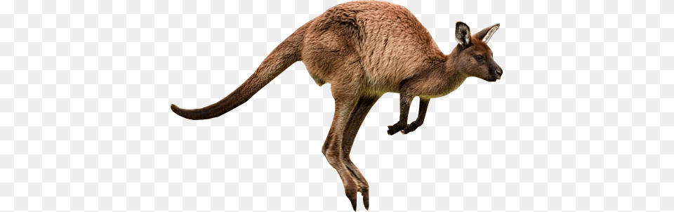 Kangaroo, Animal, Mammal Free Png Download