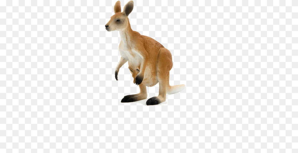 Kangaroo, Animal, Mammal Png