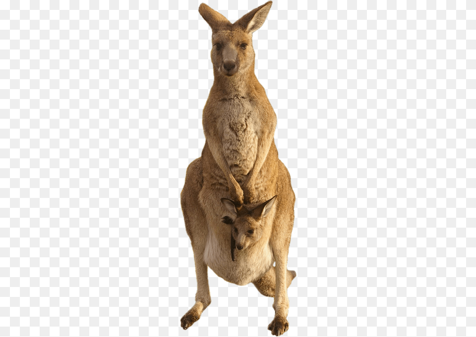Kangaroo, Animal, Mammal Free Png