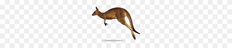 Kangaroo, Animal, Mammal Png