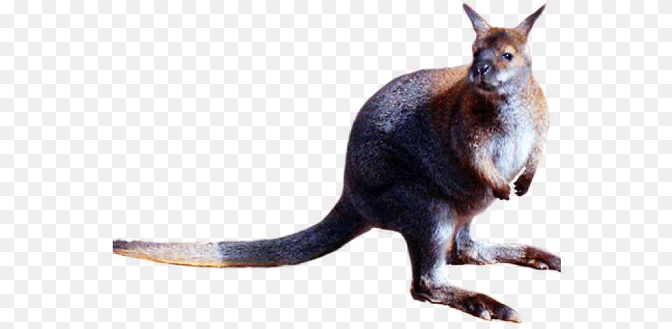 Kangaroo, Animal, Mammal Png