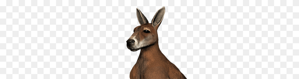 Kangaroo, Animal, Mammal, Antelope, Wildlife Png Image