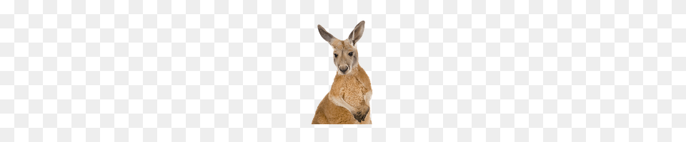 Kangaroo, Animal, Mammal Png Image