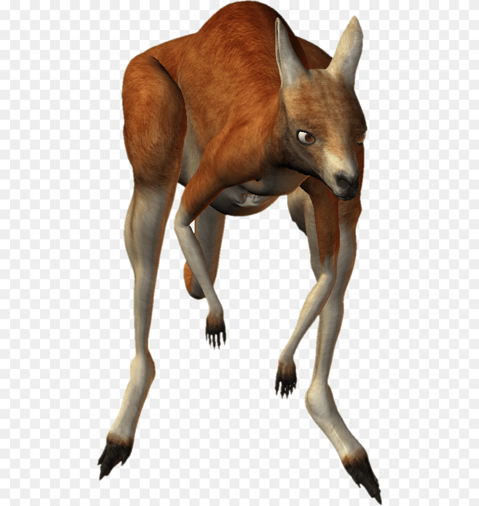 Kangaroo, Animal, Mammal, Canine, Dog Free Transparent Png