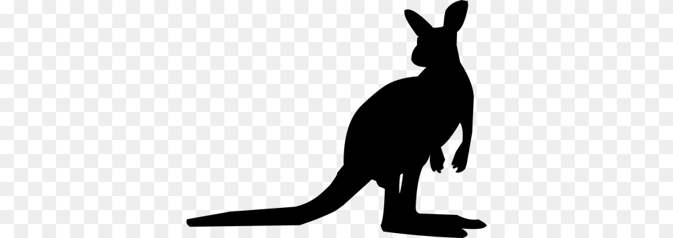 Kangaroo Gray Free Transparent Png