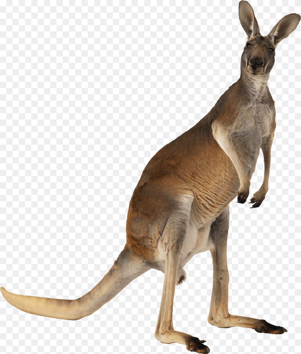 Kangaroo, Animal, Mammal Free Transparent Png