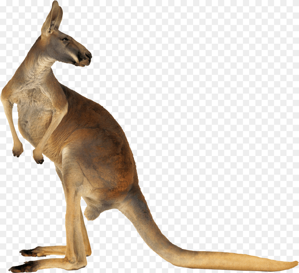 Kangaroo, Animal, Mammal Free Transparent Png