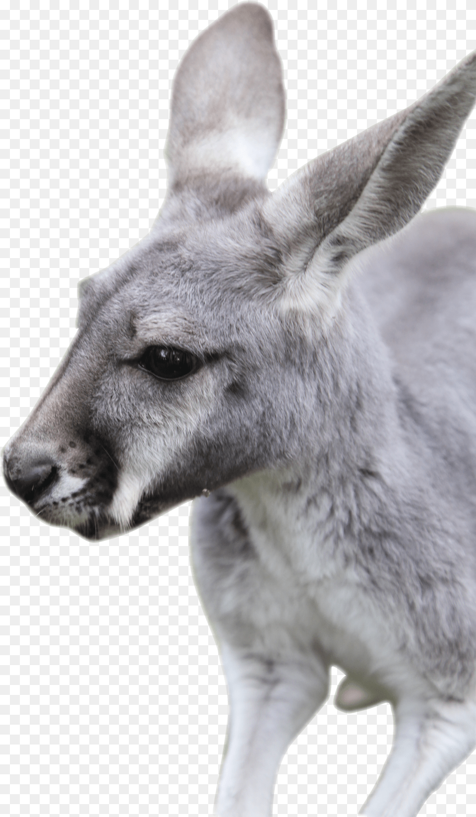 Kangaroo Free Transparent Png