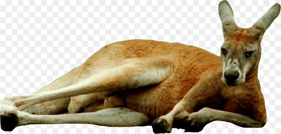 Kangaroo, Animal, Mammal Png Image