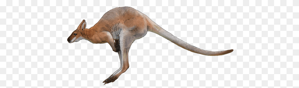 Kangaroo, Animal, Mammal, Dinosaur, Reptile Png Image