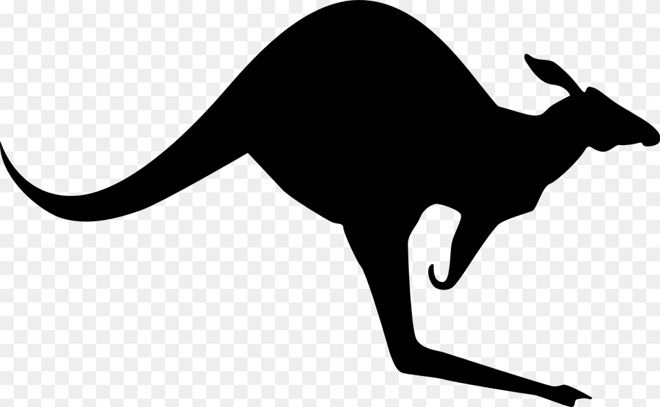 Kangaroo, Gray Png Image