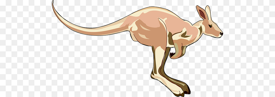 Kangaroo Animal, Mammal Free Transparent Png