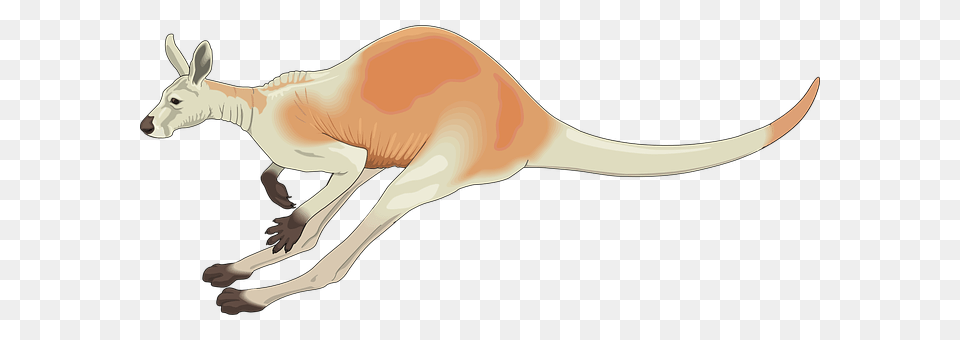 Kangaroo Animal, Mammal, Fish, Sea Life Free Transparent Png