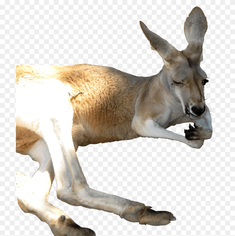 Kangaroo, Animal, Mammal Free Png Download