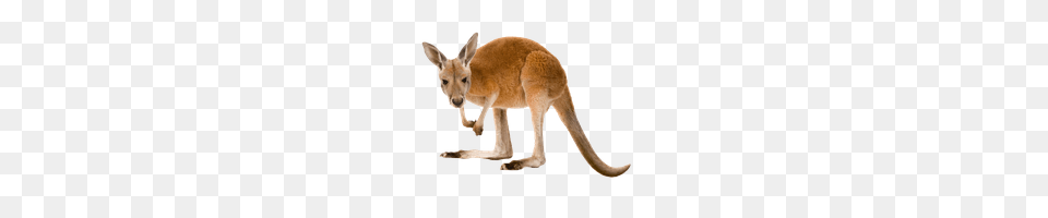 Kangaroo, Animal, Mammal Free Png