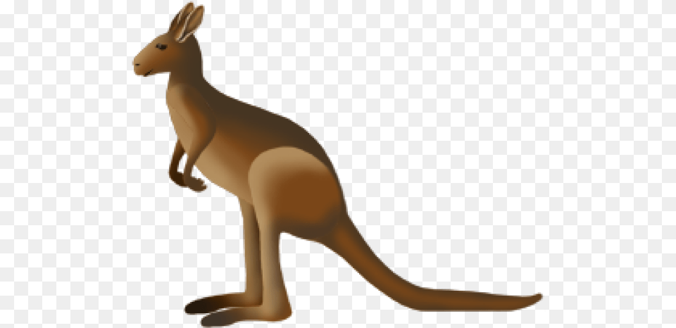 Kangaroo, Animal, Mammal, Adult, Female Free Png Download