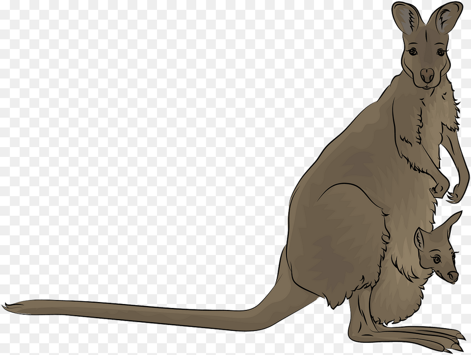 Kangaroo, Animal, Mammal Free Png Download