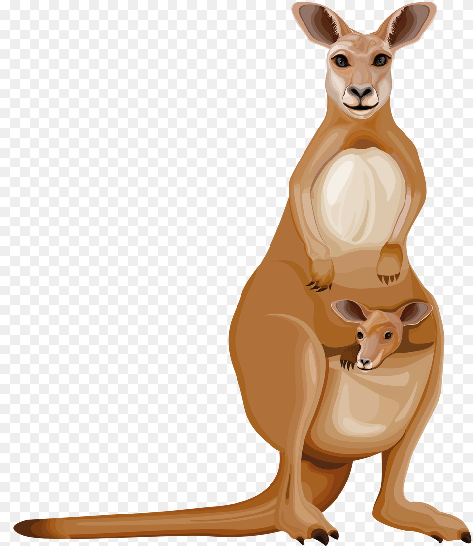 Kangaroo, Animal, Mammal Free Transparent Png