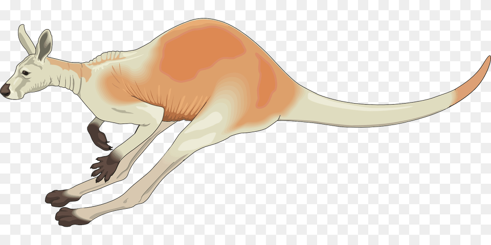 Kangaroo Clipart, Animal, Mammal Free Transparent Png