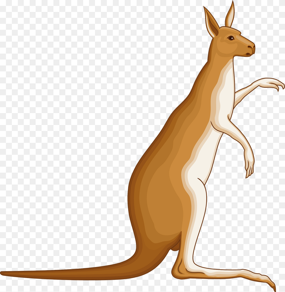 Kangaroo Clipart, Animal, Mammal Free Png Download