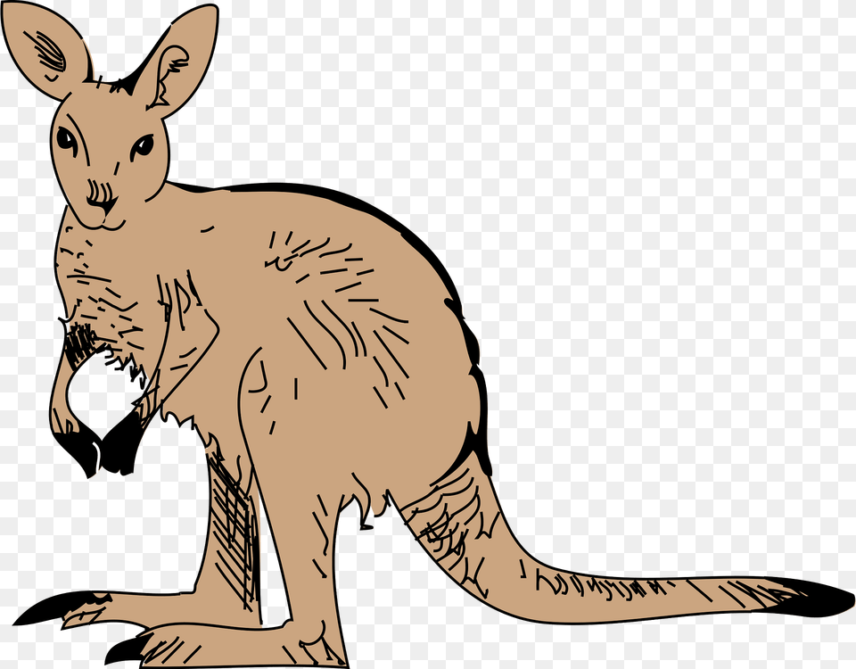 Kangaroo Clipart, Animal, Mammal Free Png Download