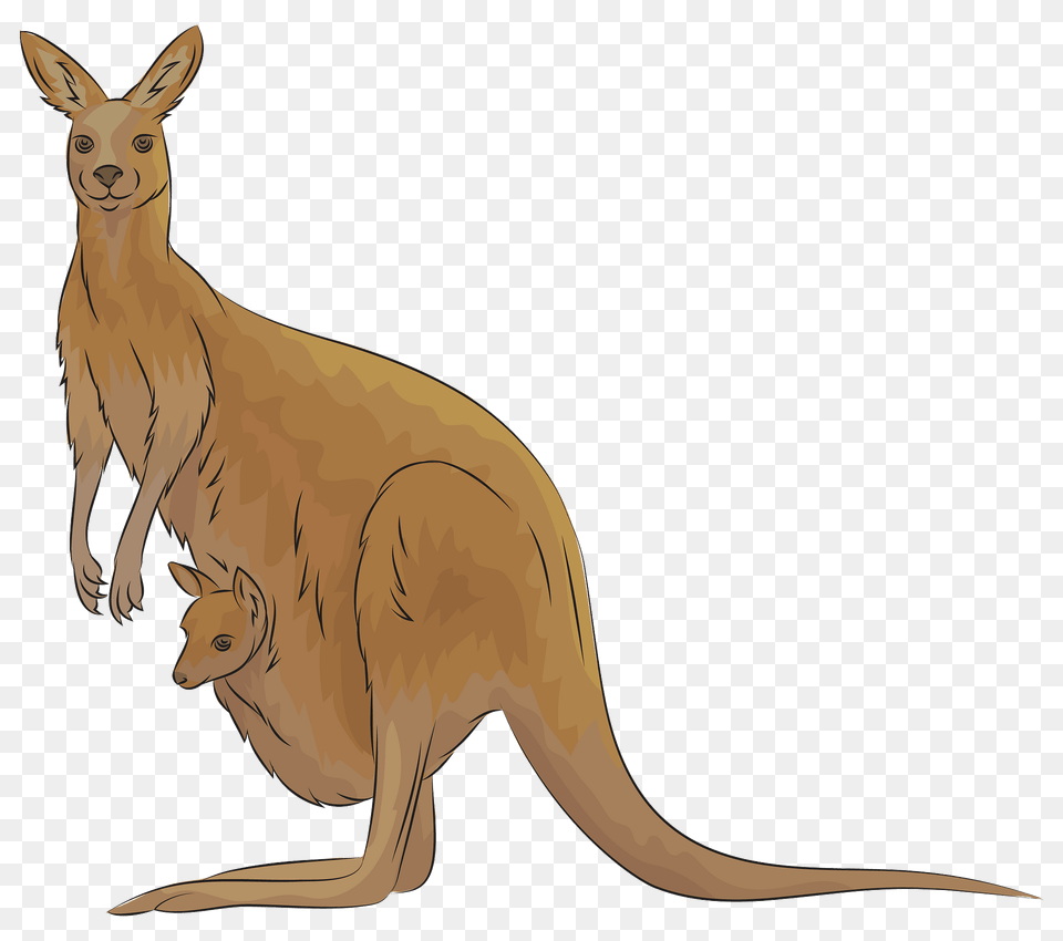 Kangaroo Clipart, Animal, Mammal Free Transparent Png