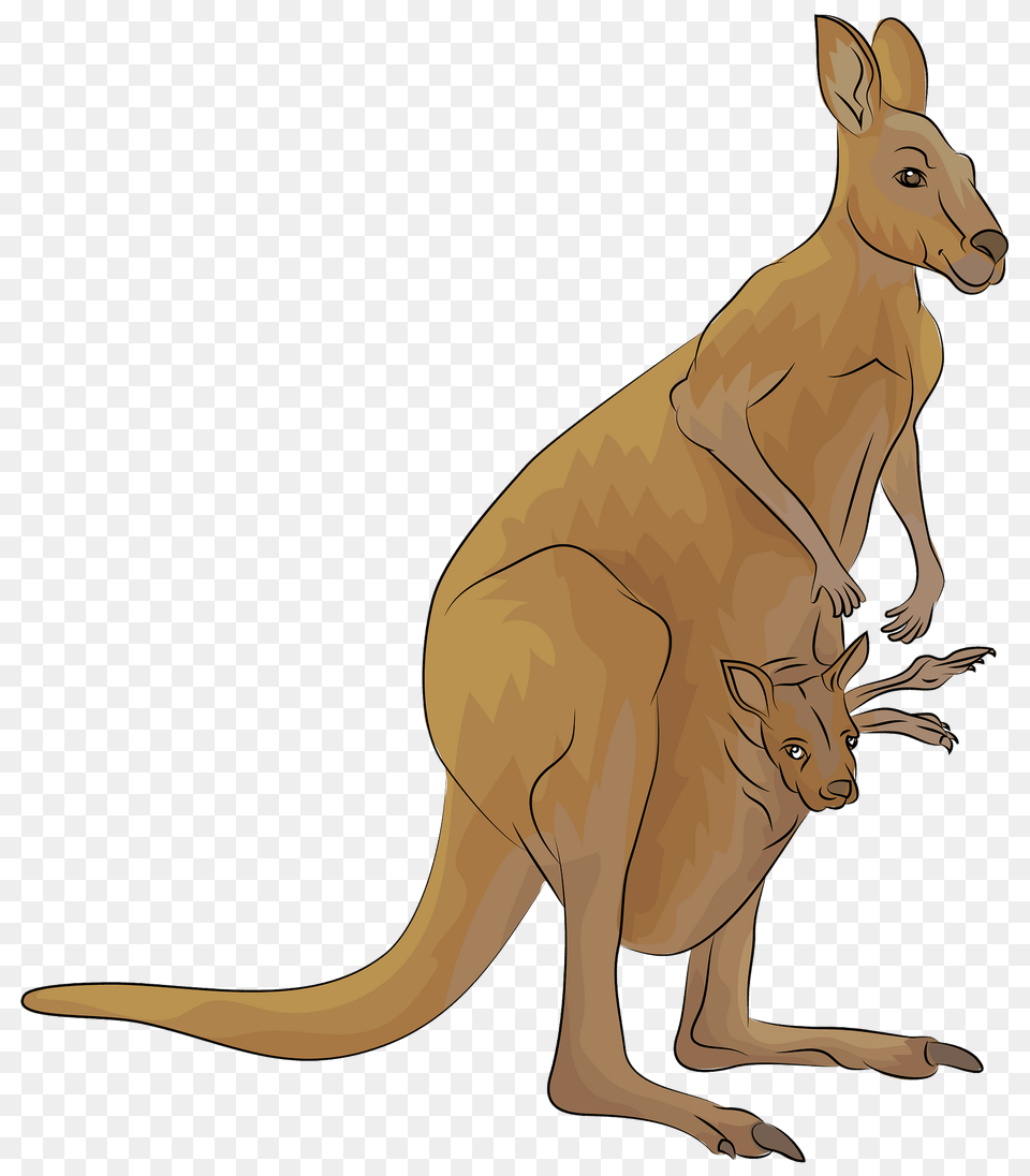 Kangaroo Clipart, Animal, Mammal Free Png Download