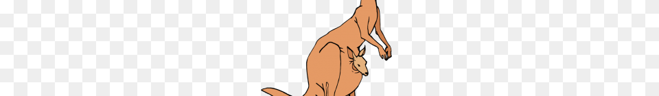 Kangaroo Clipart Kangaroo Kangaroo Clipart Herbivores Mammal, Animal, Adult, Female, Person Png