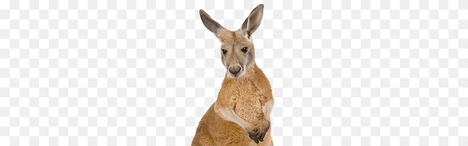 Kangaroo Close Up, Animal, Mammal Free Png Download