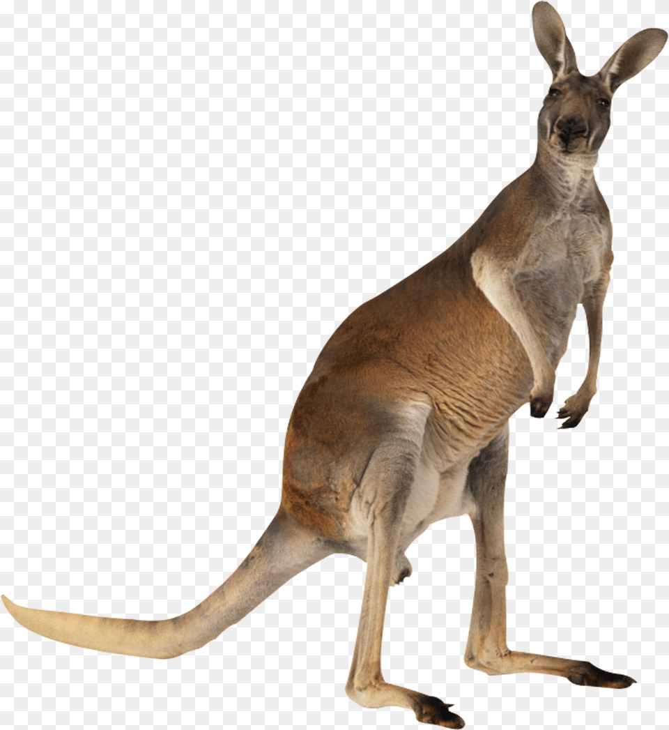 Kangaroo English Australian Meat Australian Australian Kangaroo, Animal, Mammal Free Png Download